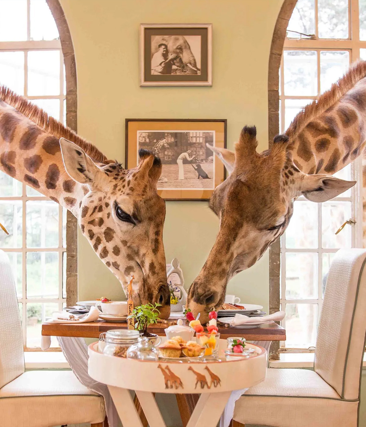 African Safari Traveling