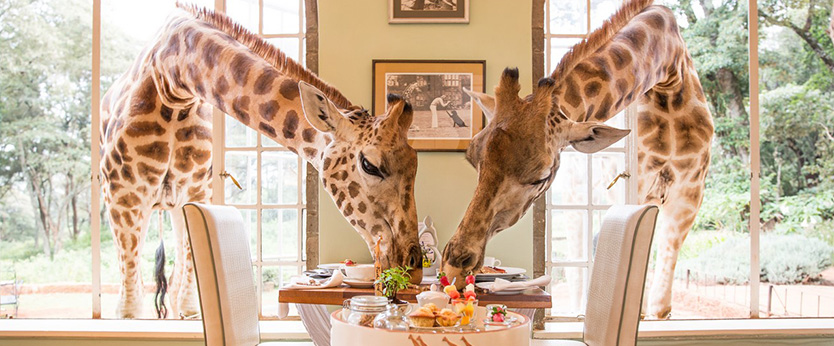 African Safari