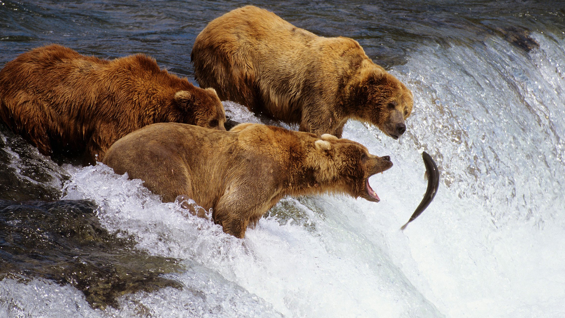 Alaska Adventures