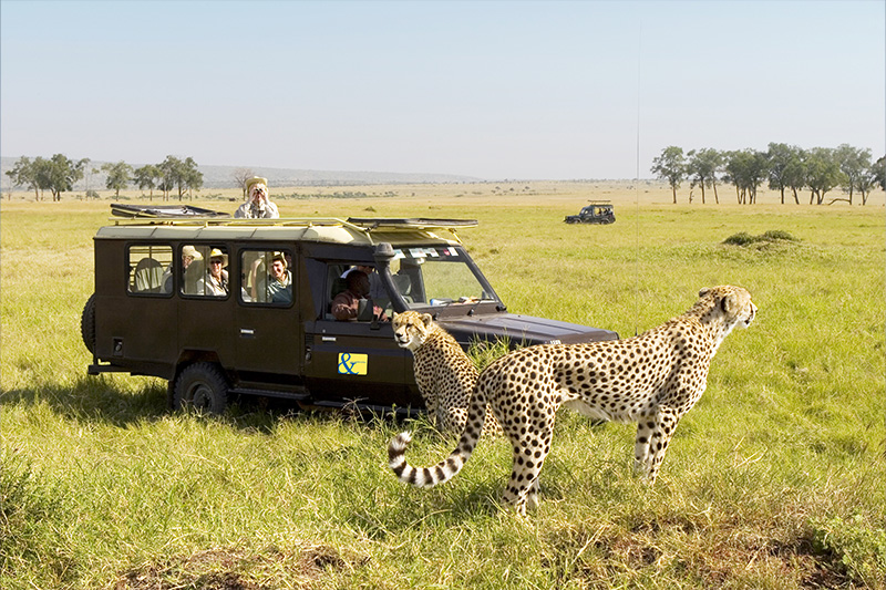 Cheetah on Safari