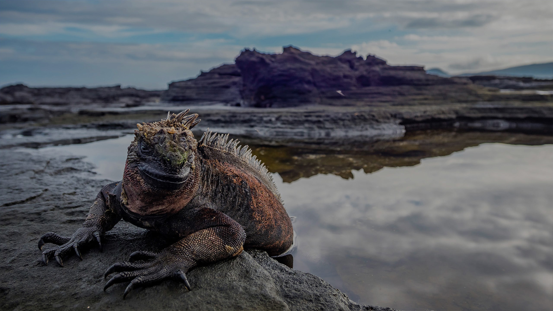 Galapagos