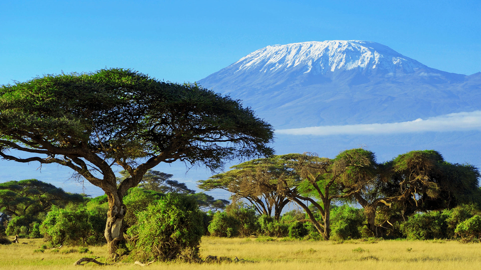 Kilimanjaro