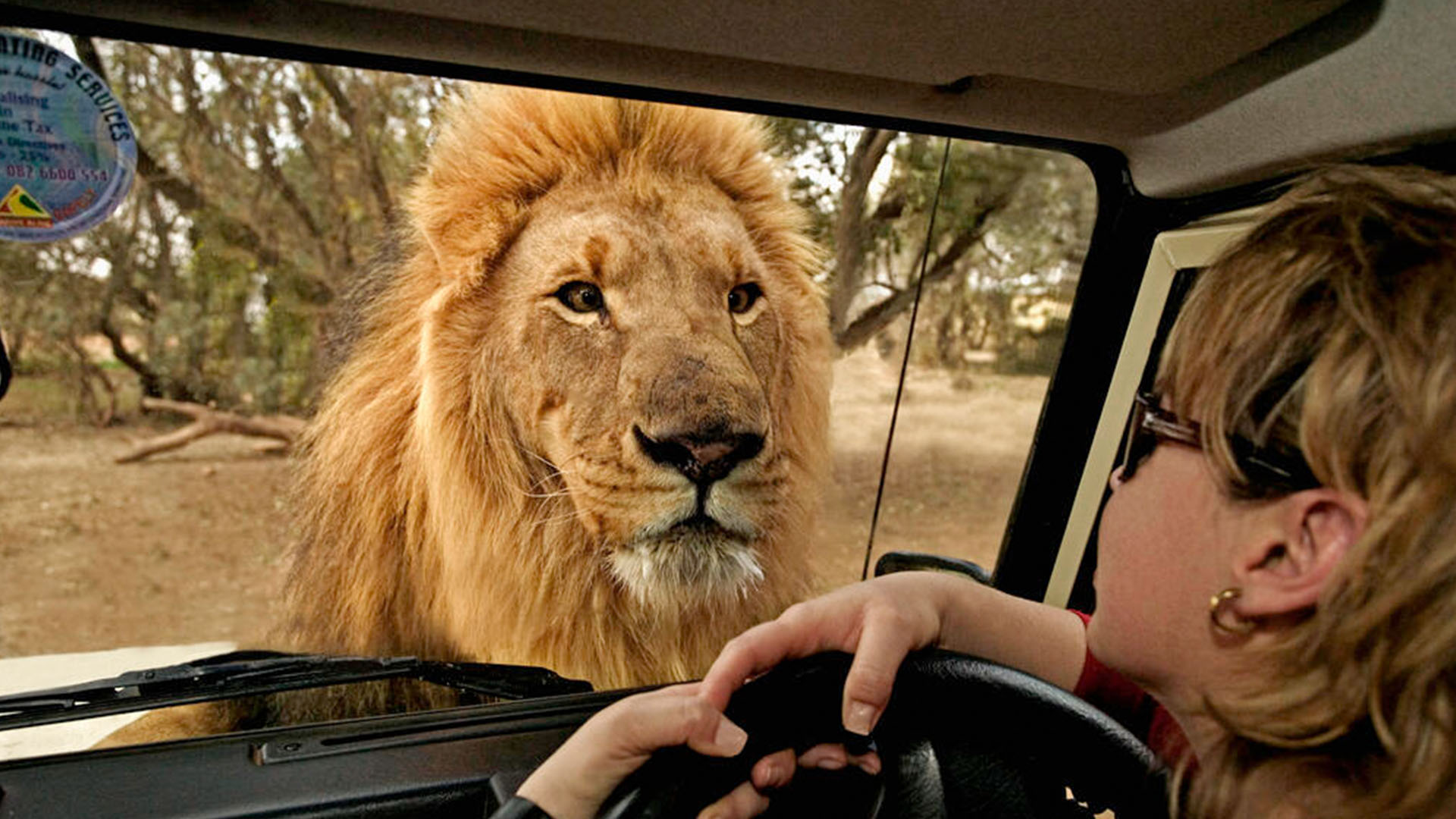 Lion Up Close
