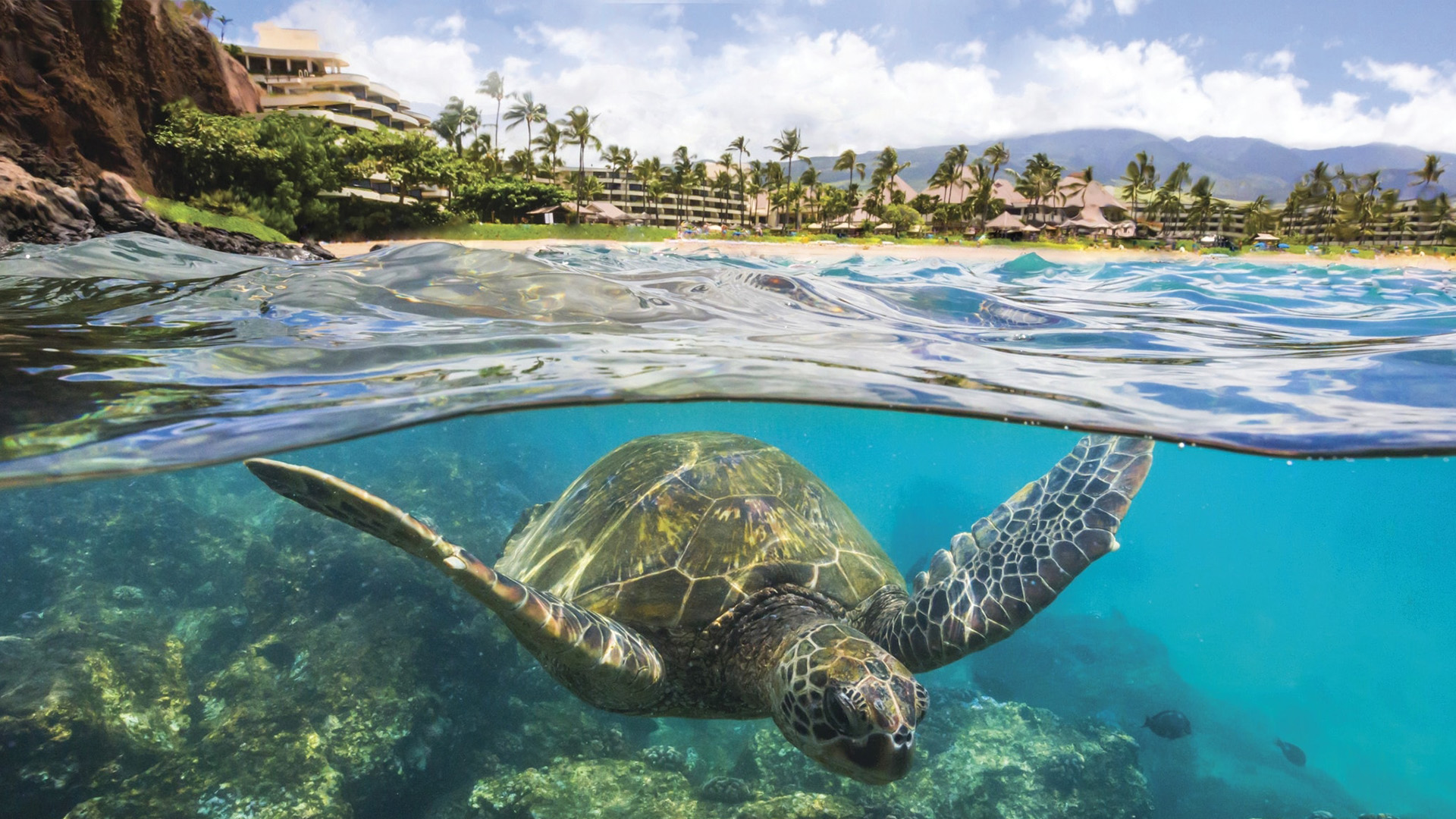 Maui