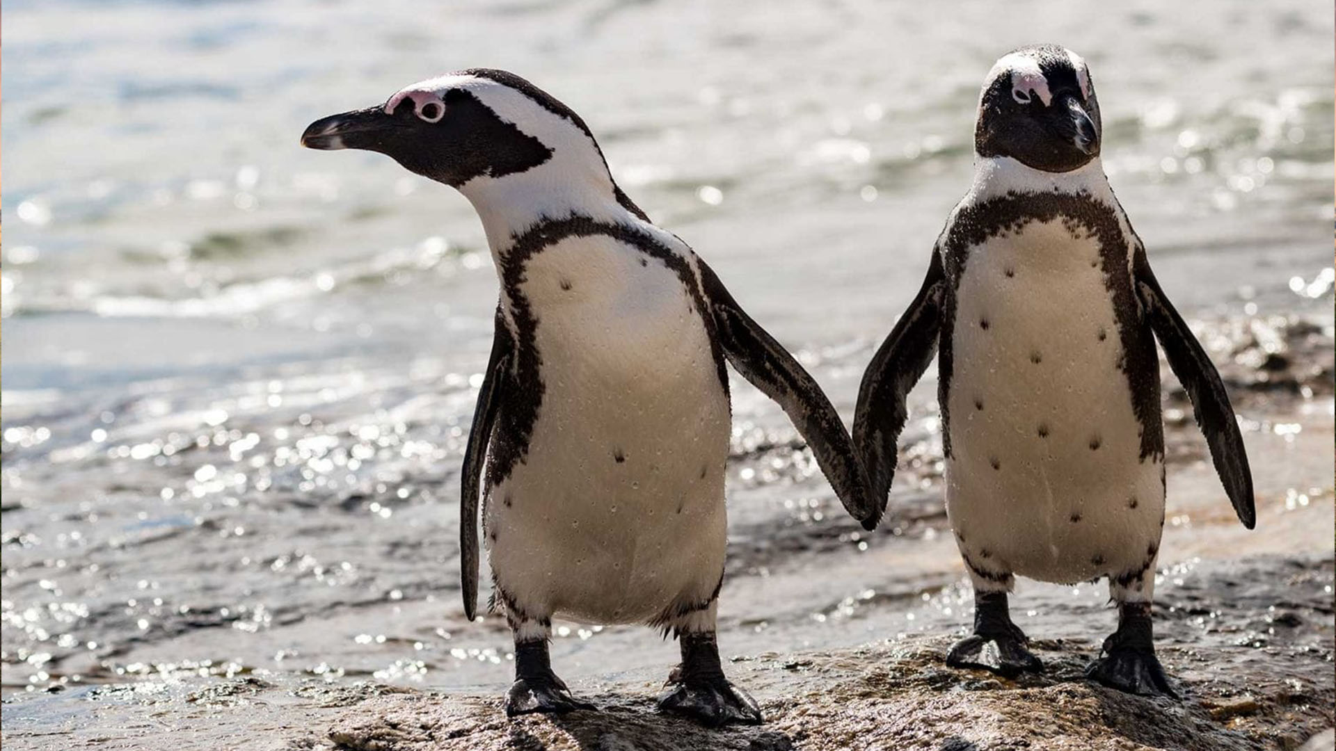 Meet African Penguins