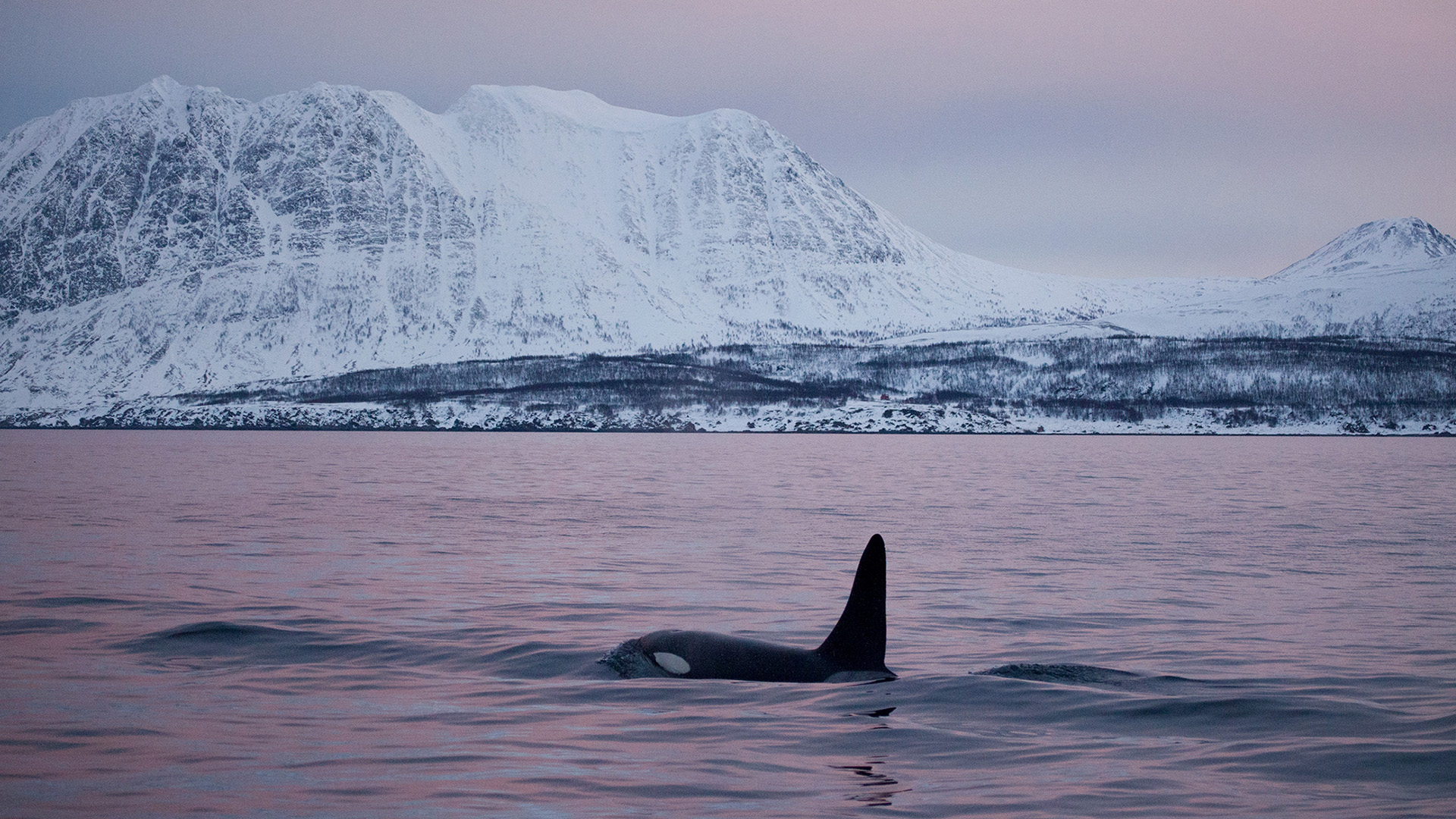 Orcas in Nature