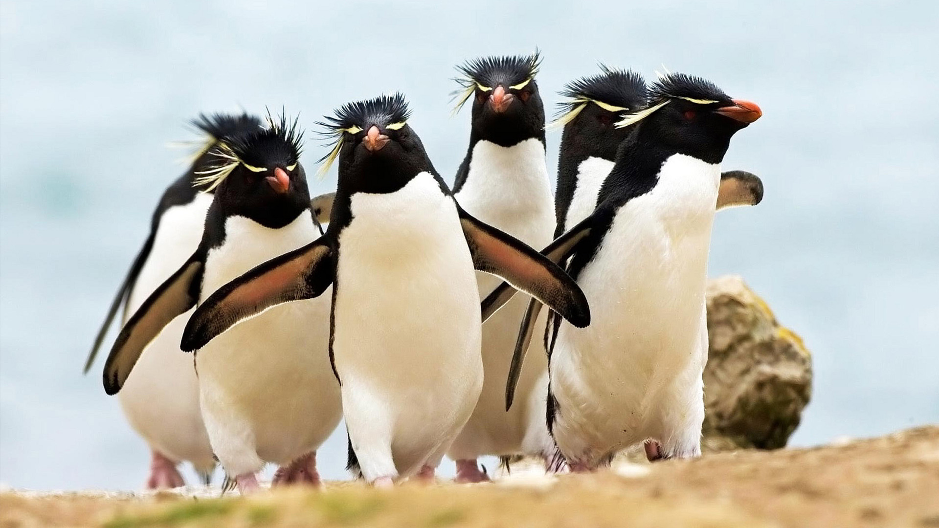 Penguin Sightings