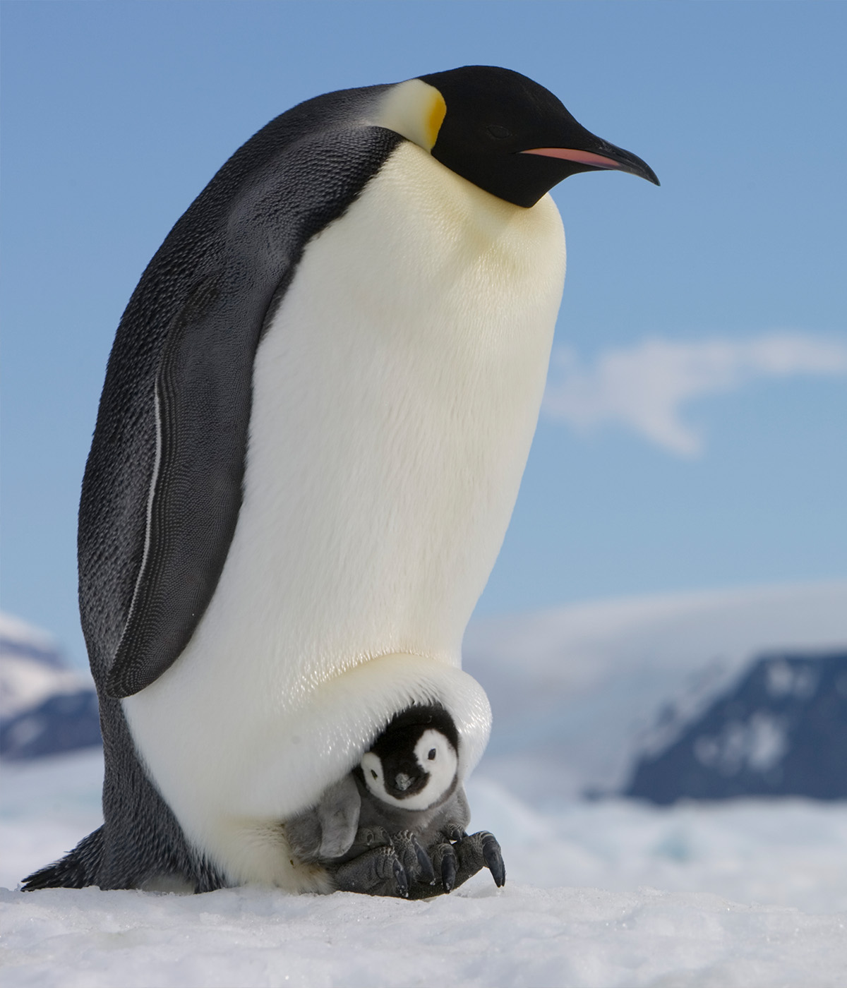 Penguins