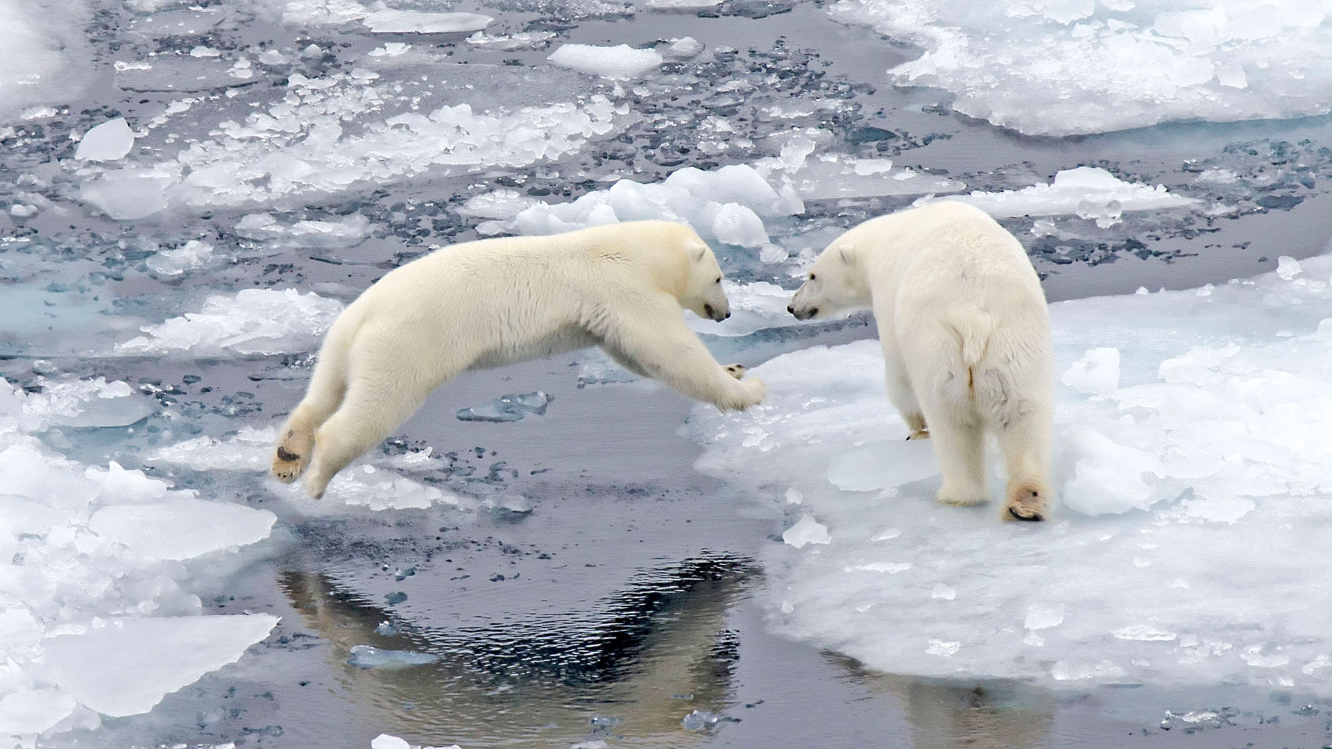 Polar Bears