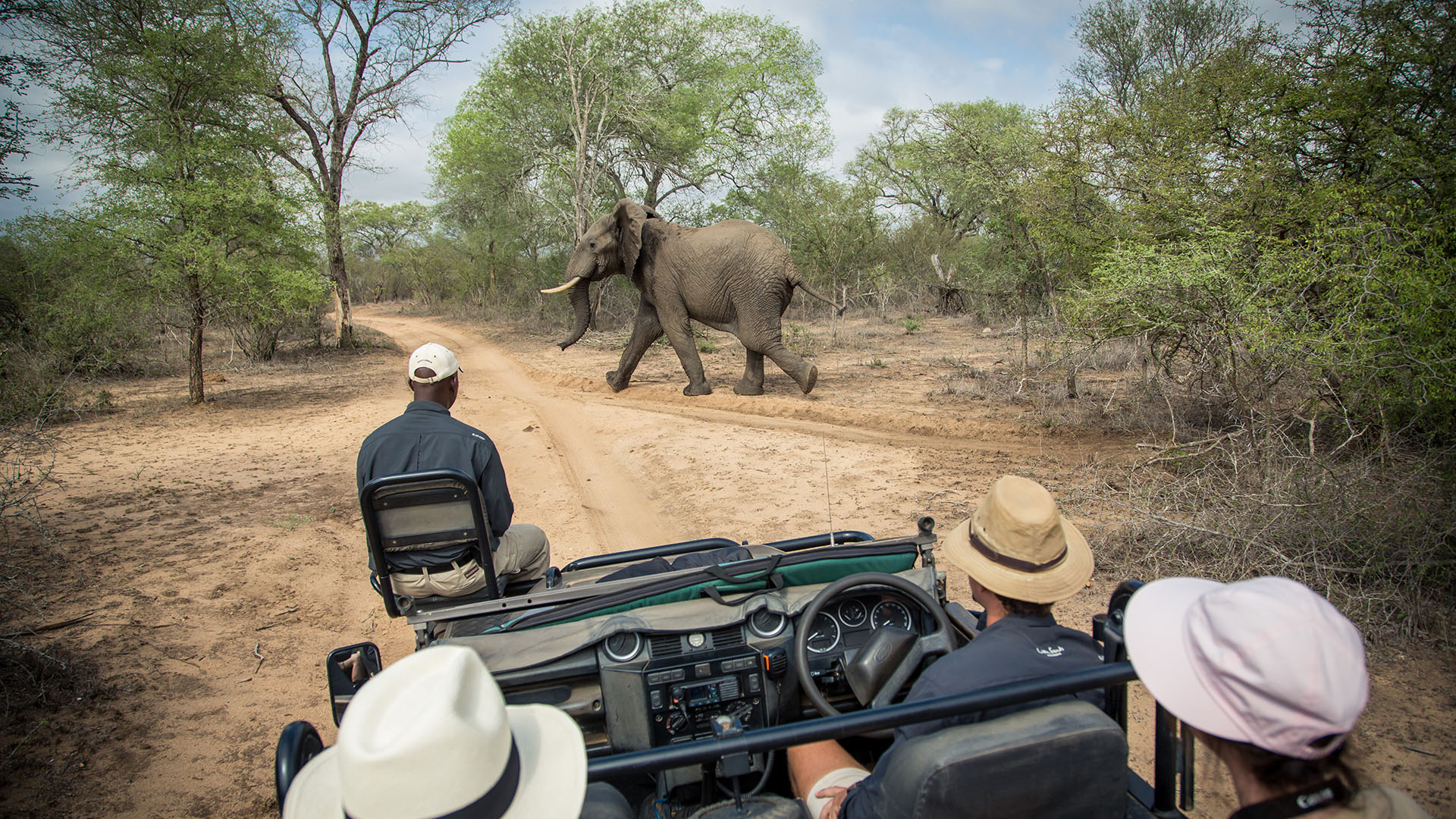 Safari