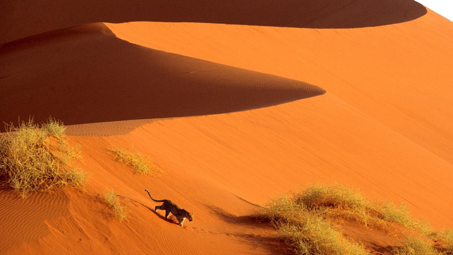 Sand Dunes of Namibia