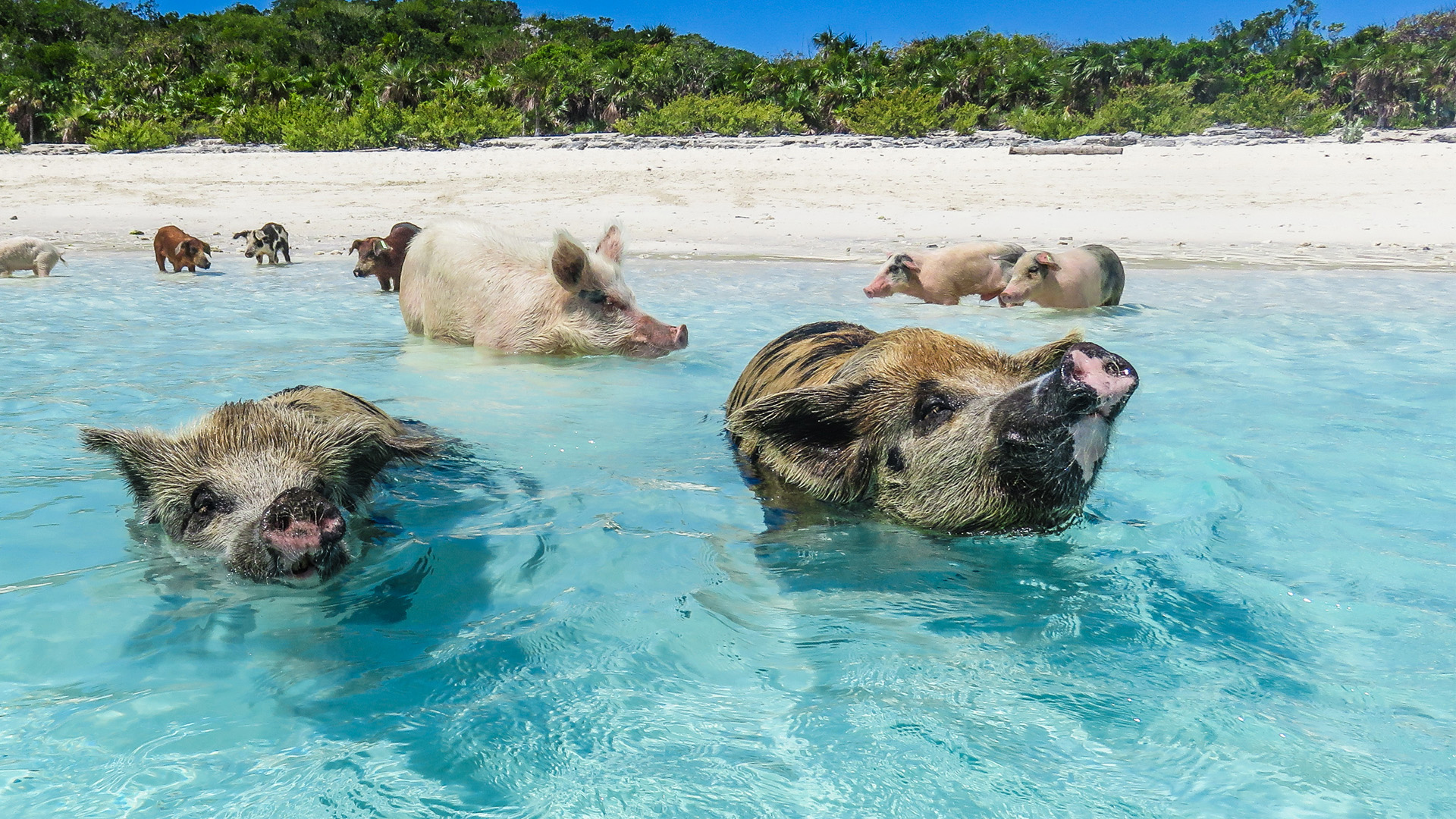Swim with Pigs