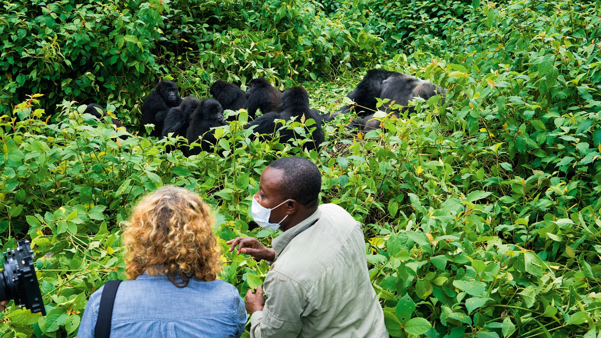 Track Gorillas in Congo
