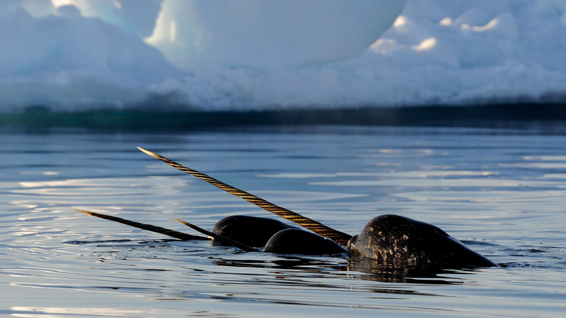 Whale Watching