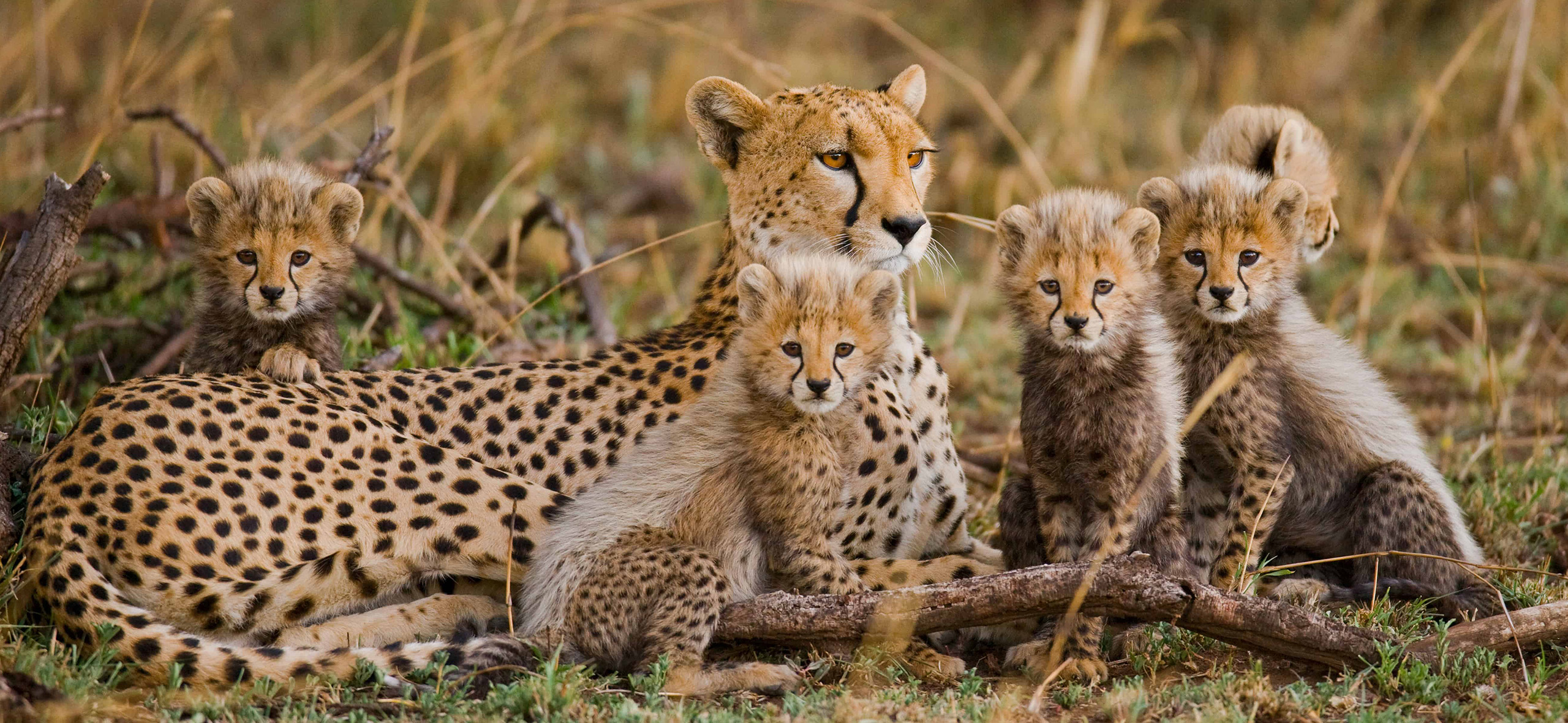 African Safari Cheetahs